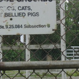 pot bellied pigs